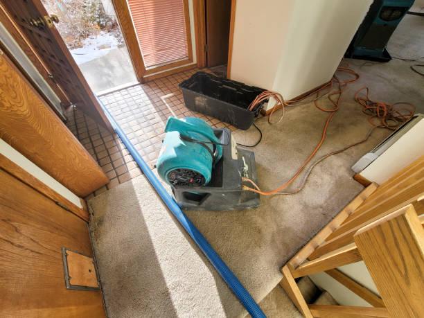 Best Local water damage restoration  in Cut Off, LA
