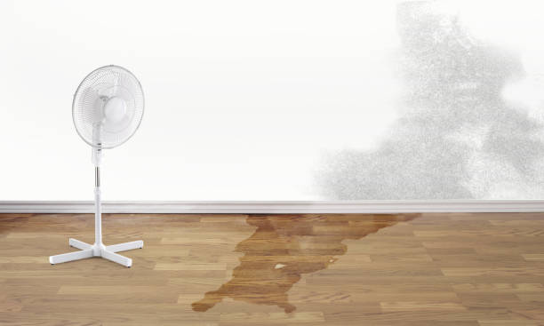 Best Professional water damage repair  in Cut Off, LA