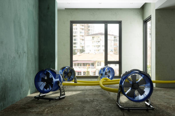 Best Water damage contractors near me  in Cut Off, LA